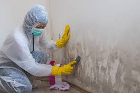 Why You Should Choose Our Mold Remediation Services in Estelle, LA